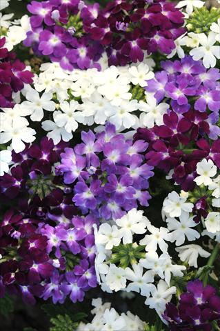 Photos von Blumenvarianten benutzt als: Topf, Terrasse, Ampel. Verbena Quartz XP Waterfall Mixture