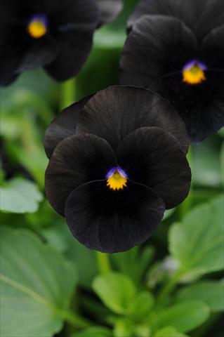 Photos von Blumenvarianten benutzt als: Topf und Beet Viola cornuta Sorbet™ Black Delight Improved