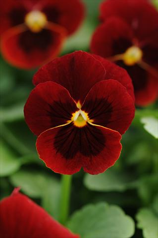 Photos von Blumenvarianten benutzt als: Topf und Beet Viola cornuta Sorbet™ Red Blotch