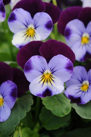 Photos von Blumenvarianten benutzt als: Topf und Beet Viola cornuta Sorbet™ XP Denim Jump Up