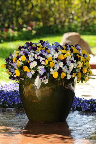 Photos von Blumenvarianten benutzt als: Topf und Beet Viola wittrockiana Cool Wave Pastel Mixture