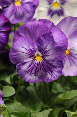Photos von Blumenvarianten benutzt als: Topf und Beet Viola wittrockiana Matrix Lavender Shades