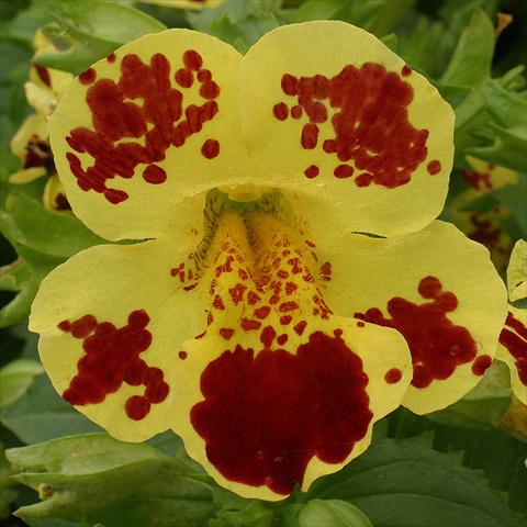 Photos von Blumenvarianten benutzt als: Ampel/Topf Mimulus x hybrida F.1 Maximus Yellow Blotch