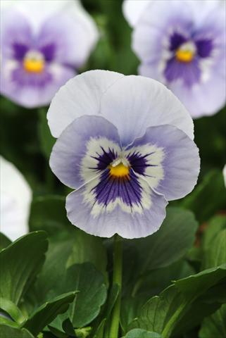 Photos von Blumenvarianten benutzt als: Topf und Beet Viola wittrockiana Panola XP Marina Improved