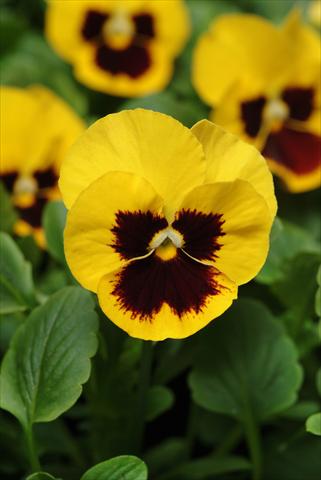 Photos von Blumenvarianten benutzt als: Topf und Beet Viola wittrockiana Panola XP Yellow Blotch Improved