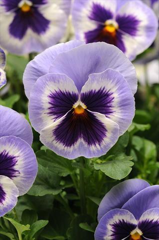 Photos von Blumenvarianten benutzt als: Topf und Beet Viola wittrockiana Spring Matrix Blue Wing