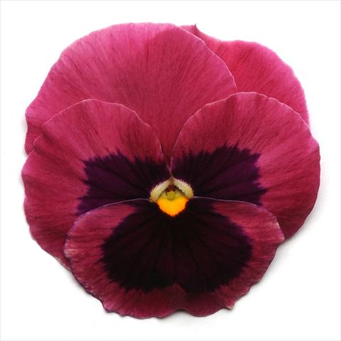 Photos von Blumenvarianten benutzt als: Topf und Beet Viola wittrockiana Spring Matrix Rose Blotch