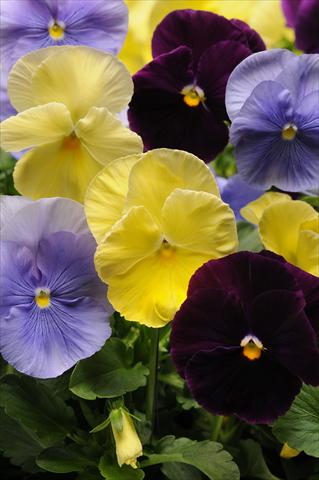 Photos von Blumenvarianten benutzt als: Topf und Beet Viola wittrockiana Spring Matrix Tricolour Mixture