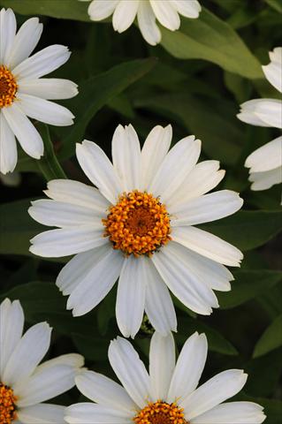 Photos von Blumenvarianten benutzt als: Beet- / Rabattenpflanze Zinnia marylandica Zahara White Improved