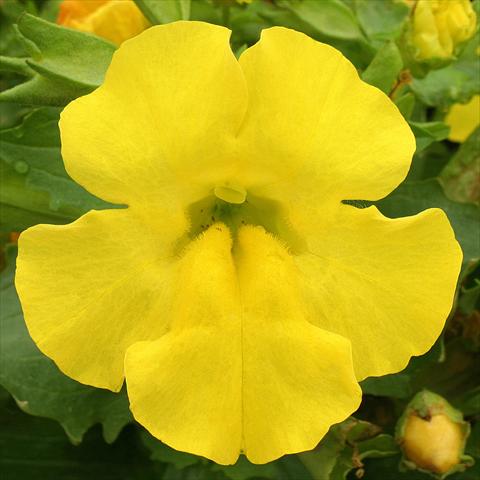 Photos von Blumenvarianten benutzt als: Ampel/Topf Mimulus x hybrida F.1 Maximus Yellow