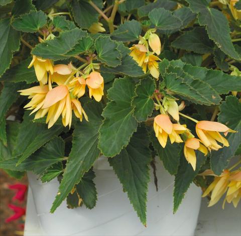Photos von Blumenvarianten benutzt als: Beet, Topf oder Ampel Begonia boliviensis Crackling Fire® Light Yellow