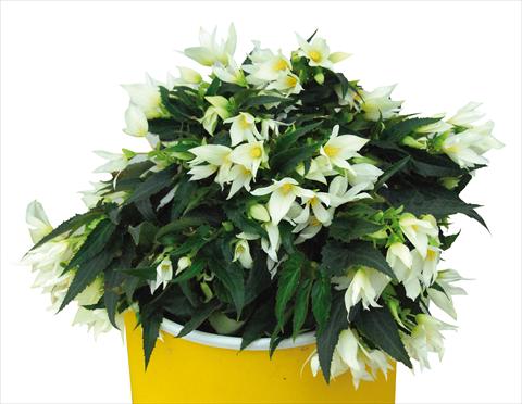 Photos von Blumenvarianten benutzt als: Beet, Topf oder Ampel Begonia boliviensis Crackling Fire® White