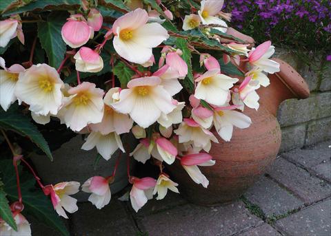 Photos von Blumenvarianten benutzt als: Beet, Topf oder Ampel Begonia boliviensis Sparkler® White Blush