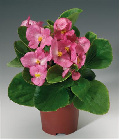 Photos von Blumenvarianten benutzt als: Topf und Beet Begonia semperflorens Volumia Pink
