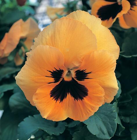 Photos von Blumenvarianten benutzt als: Topf, Beet, Terrasse Viola wittrockiana Magnum Orange Blotch