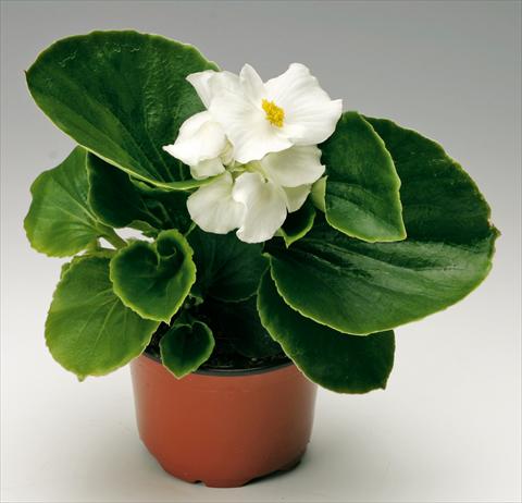 Photos von Blumenvarianten benutzt als: Topf und Beet Begonia semperflorens Volumia White