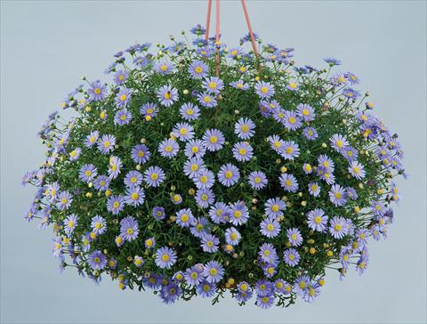 Photos von Blumenvarianten benutzt als: Topf und Beet Brachyscome blu