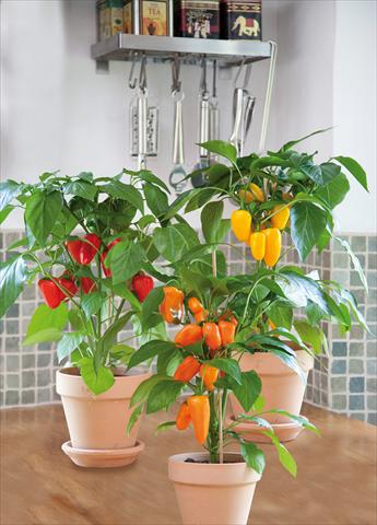 Photos von Blumenvarianten benutzt als: Topf und Beet Capsicum annuum Snack pepper mix
