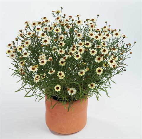 Photos von Blumenvarianten benutzt als: Topf und Beet Coreopsis auriculata f. nana Highland Honey