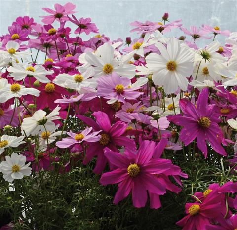 Photos von Blumenvarianten benutzt als: Topf und Beet Cosmos bipinnatus Mix