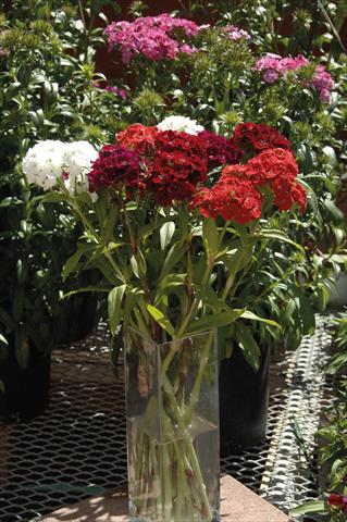 Photos von Blumenvarianten benutzt als: Topf und Beet Dianthus barbatus Sweet mix