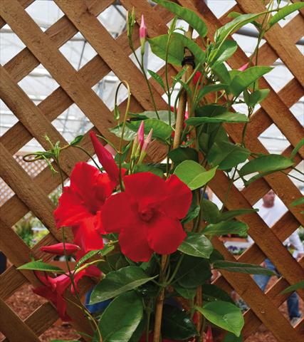 Photos von Blumenvarianten benutzt als: Terrasse, Topf Dipladenia Sundaville® Cosmos Carmine Red