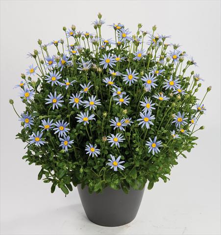 Photos von Blumenvarianten benutzt als: Topf, Beet, Terrasse Felicia amelloides Felicity Sky Blu