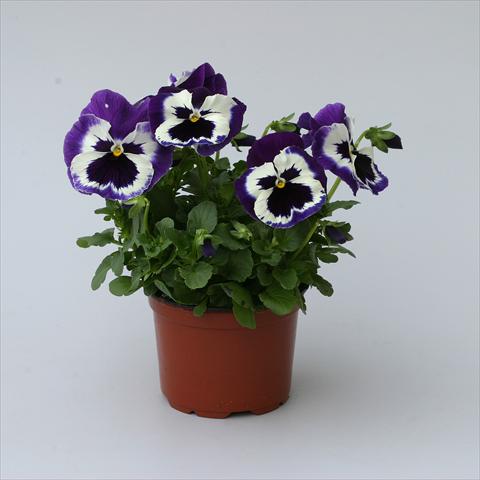 Photos von Blumenvarianten benutzt als: Topf, Beet, Terrasse Viola wittrockiana Magnum Purple Bicolour