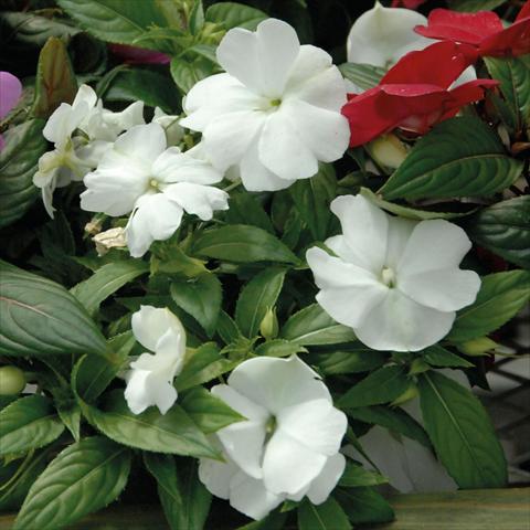 Photos von Blumenvarianten benutzt als: Topf, Beet, Terrasse, Ampel Impatiens N. Guinea Divine White