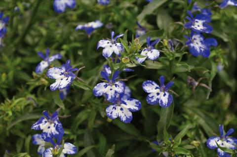 Photos von Blumenvarianten benutzt als: Topf, Beet, Terrasse, Ampel Lobelia California Blu Point