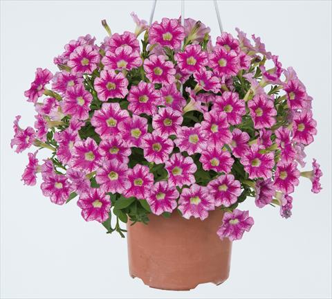 Photos von Blumenvarianten benutzt als: Topf, Beet, Terrasse, Ampel Petunia x hybrida Marvel Beauty Cranberry