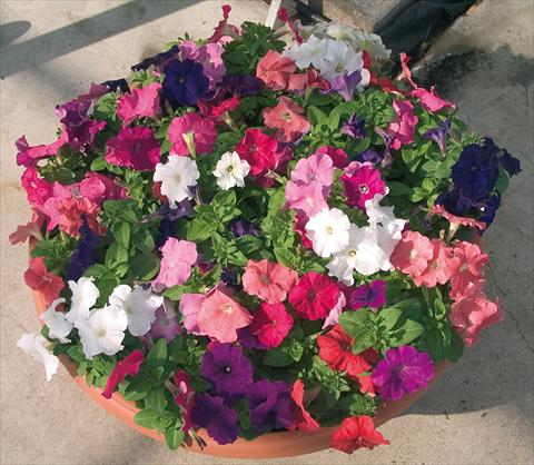 Photos von Blumenvarianten benutzt als: Topf und Beet Petunia multiflora Compatta XL Mix
