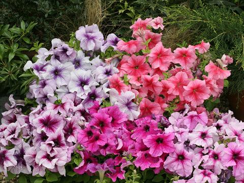 Photos von Blumenvarianten benutzt als: Ampel/Topf Petunia x hybrida Prism miscuglio