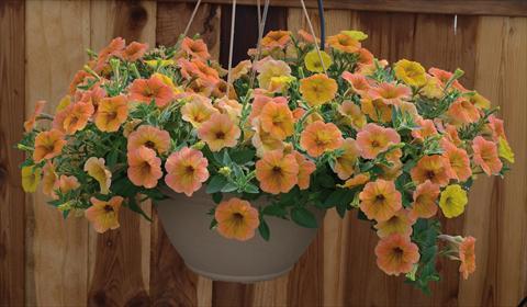 Photos von Blumenvarianten benutzt als: Topf, Beet, Terrasse, Ampel Petunia pendula Cascadias® Indian Summer