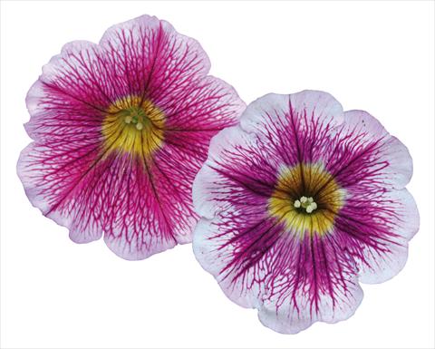 Photos von Blumenvarianten benutzt als: Topf, Beet, Terrasse, Ampel Petunia pendula Great Beauty Mix