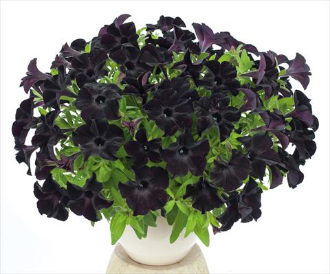 Photos von Blumenvarianten benutzt als: Topf, Beet, Terrasse, Ampel Petunia pendula Ray Black