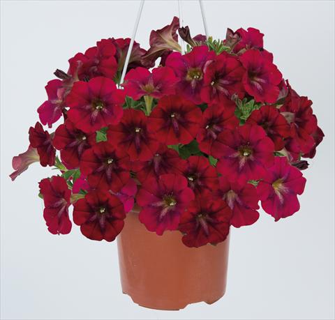 Photos von Blumenvarianten benutzt als: Topf, Beet, Terrasse, Ampel Petunia pendula Ray Bordeaux