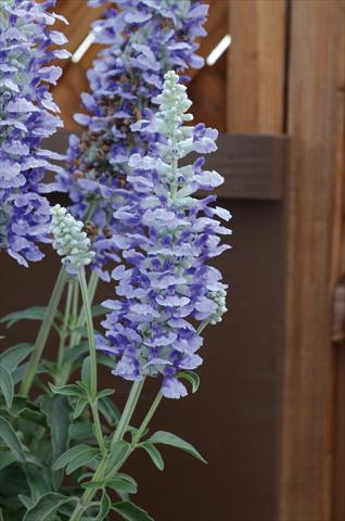 Photos von Blumenvarianten benutzt als: Beet- / Rabattenpflanze Salvia farinacea Sallyfun Sky Blu