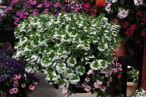 Photos von Blumenvarianten benutzt als: Topf, Terrasse, Ampel. Scaevola aemula bianca