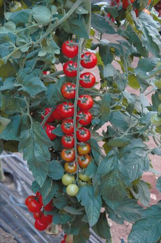 Photos von Blumenvarianten benutzt als: Topf, Beet, Terrasse Solanum lycopersicum (pomodoro) Ciliegia rosso rubino
