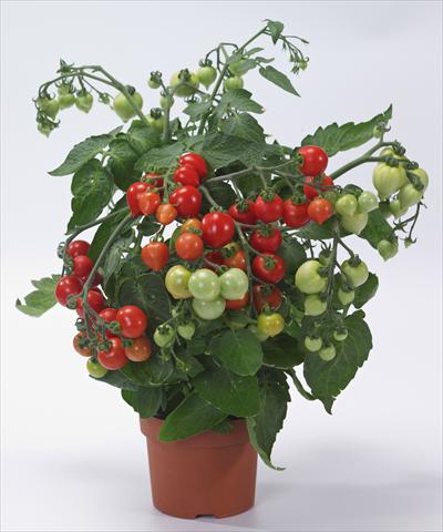 Photos von Blumenvarianten benutzt als: Topf, Beet, Terrasse Solanum lycopersicum (pomodoro) Cuoricino