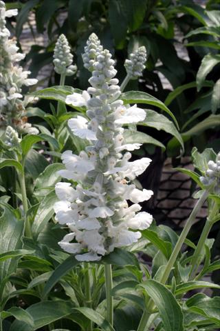 Photos von Blumenvarianten benutzt als: Beet- / Rabattenpflanze Salvia farinacea Cirrus