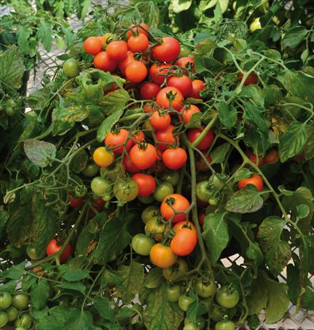 Photos von Blumenvarianten benutzt als: Topf, Beet, Terrasse Solanum lycopersicum (pomodoro) Red Profusion