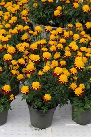 Photos von Blumenvarianten benutzt als: Beet- / Rabattenpflanze Tagetes patula Solino giallo corona bronzo
