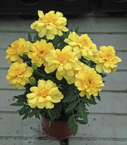 Photos von Blumenvarianten benutzt als: Beet- / Rabattenpflanze Tagetes patula Vaniglia
