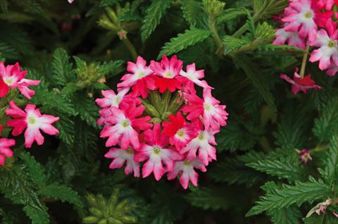 Photos von Blumenvarianten benutzt als: Topf, Terrasse, Ampel. Verbena Hurricane Hot Pink