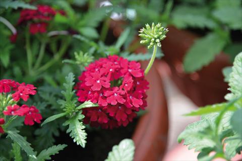 Photos von Blumenvarianten benutzt als: Topf, Terrasse, Ampel. Verbena Vepita Dark Red