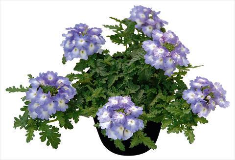 Photos von Blumenvarianten benutzt als: Topf, Terrasse, Ampel. Verbena Vepita Lavender White
