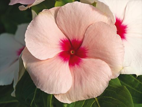 Photos von Blumenvarianten benutzt als: Topf und Beet Catharanthus roseus - Vinca Cora Cascade Apricot