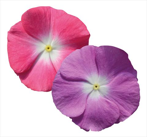 Photos von Blumenvarianten benutzt als: Topf und Beet Catharanthus roseus - Vinca Egeo Morn Mix